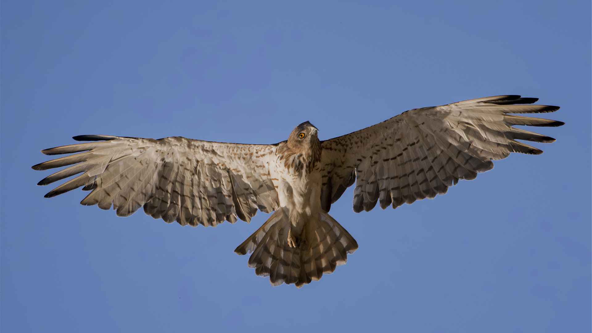 Short-toed Snake-Eagle